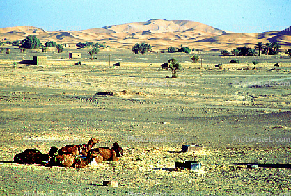 Dromedary Camel, (Camelus dromedarius), Camelini, Sand Dunes, Desert, hills, Merzouga, Morocco