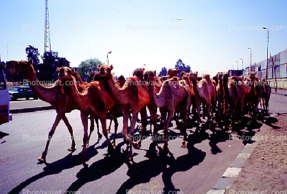 Dromedary Camel, (Camelus dromedarius), Camelini, Cairo, Egypt
