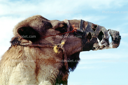 Muzzle, Dromedary Camel, (Camelus dromedarius), Camelini, El Hadra Market