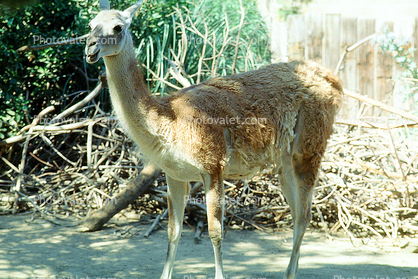 Guanaco, (Lama guanicoe)