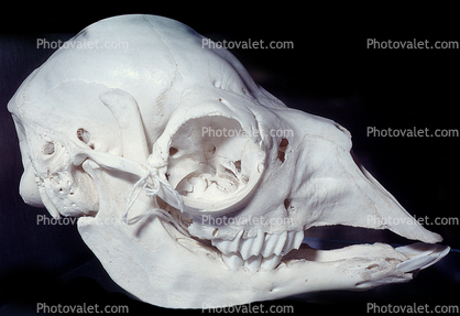 Baby Llama Skull, (Lama glama)