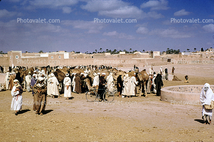 Dromedary Camel, (Camelus dromedarius), Camelini, Marrakech Camel Sale, 1952, 1950s