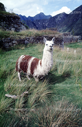 Llama, (Lama glama), Machu Picchu, Peru