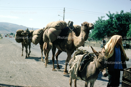 Camel and  a Mul e, Donkey, Istanbul, Turkey