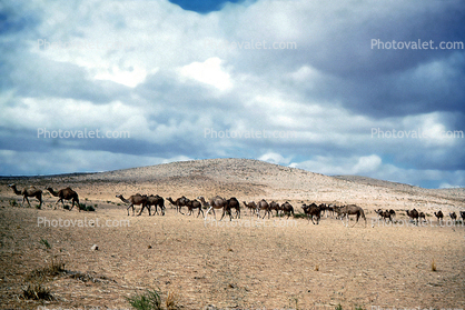 Dromedary Camel, (Camelus dromedarius), Camelini, Desert, Sand Dunes, near Tripoli, Libya, 1950s