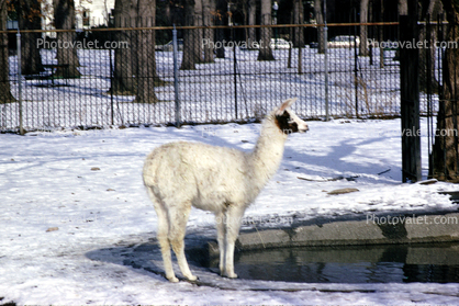 White Llama, Snow, Cold, Ice, (Lama glama)