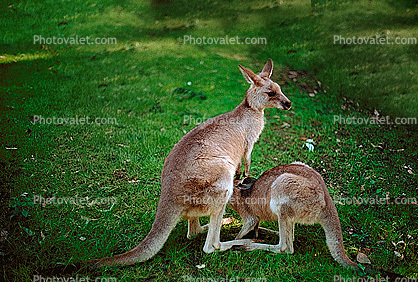 Kangaroo and a Nursing Joey