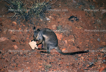 Rock Wallaby, Nocturnal