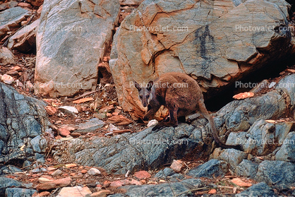 Rock Wallaby, Nocturnal