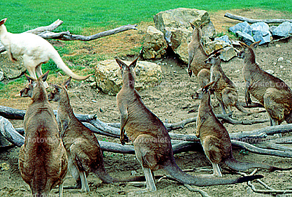 Eastern Grey Kangaroo, (Macropus giganteus), Diprotodontia, Macropodidae