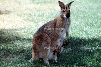 Kangaroo, joey, pouch