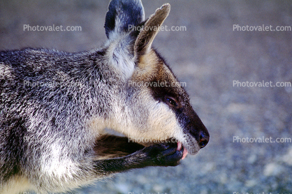Kangaroo Eating