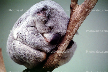 Koala Bear, sleeping, cute, cuteness, slumber