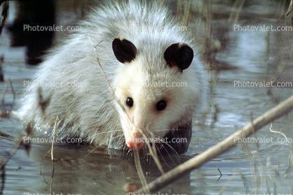Opposum, (Didelphis marsupialis), Possum