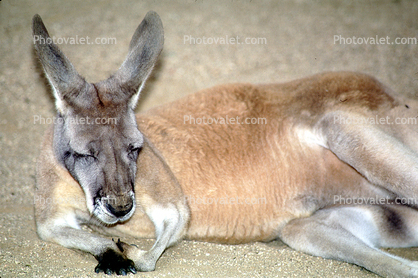 Kangaroo Resting