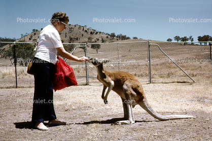 Woman Feeding a Wallaby