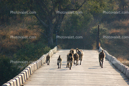 Baboons Crossing a Bridge, Africa