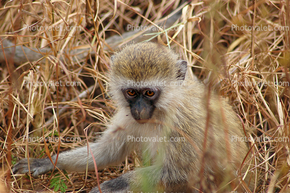 Vervet Monkey, (Chlorocebus pygerythrus), Cercopithecidae, Africa