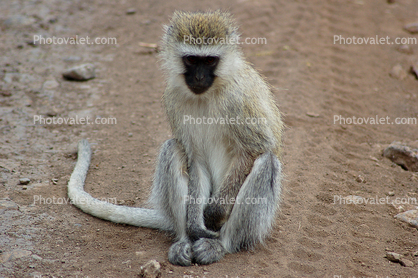 Vervet Monkey, (Chlorocebus pygerythrus), Cercopithecidae, Africa