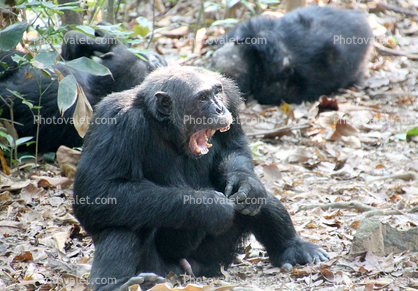 Chimpanzees, (Pan troglodytes schweinfurthii), Mahale Mountains National Park