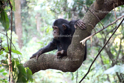 Chimpanzees, (Pan troglodytes schweinfurthii)