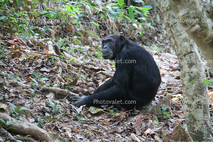 Chimpanzees, (Pan troglodytes schweinfurthii), Hominidae