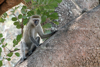 Monkeys in a tree, Tanzania