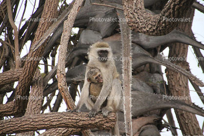 Monkeys in a gnarled tree