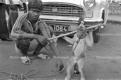Man, Boy, leash, trick monkey, circus, India