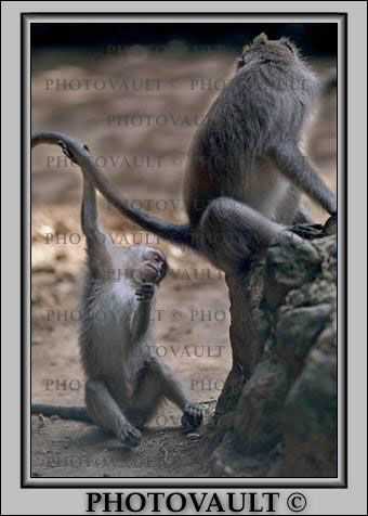 Rhesus Macaque, (Macaca mulatta), Monkey Forest, Bali, Indonesia
