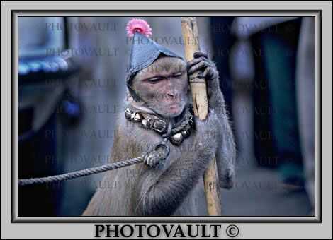 Circus Monkey, cap, leash