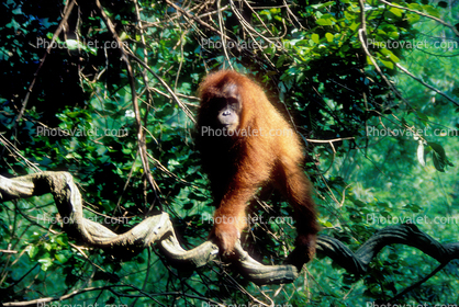 Orangutan, Western Sumatra Island, Indonesia