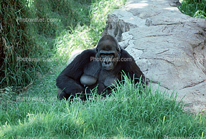 Ape, Gorilla