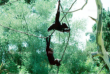 Siamang, (Symphalangus syndactylus), Hylobatidae, Gibbon