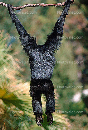 Siamang Hanging on a Branch, (Symphalangus syndactylus), Hylobatidae, Gibbon