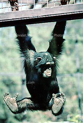 Chimpanzee, (Pan troglodytes), Hominidae, Panini, Chimp, Orangutan