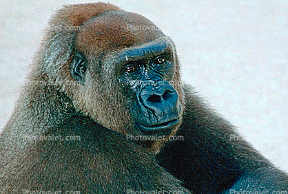 Western Lowland Gorllia, (Gorilla gorilla gorilla)