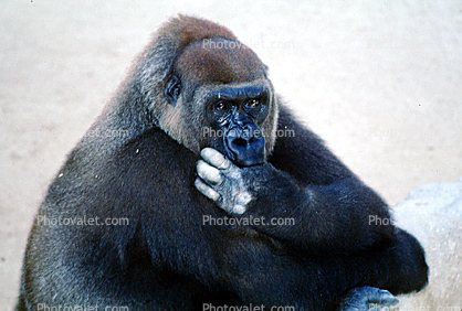 Western Lowland Gorllia, (Gorilla gorilla gorilla)