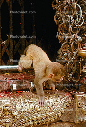 Baby Monkey, Kathmandu, Nepal