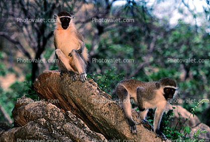 Green Monkeys on a tree, Chlorocebus aethiops, Soof Omar, Ethiopia