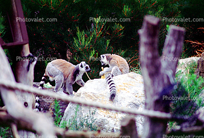 Ring Tailed Lemur, (Lemur catta), [Lemuridae], Maki