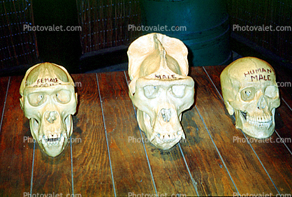 Comparitive Skulls