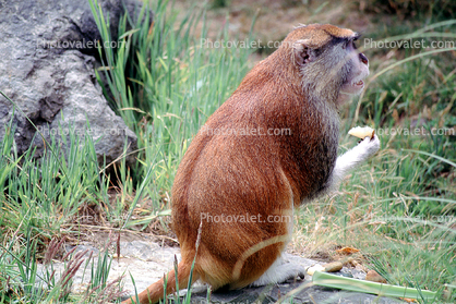 Patas Monkey, (Erythrocebus patas), Cercopithecidae, Cercopithecinae, Cercopithecini, Erythrocebus