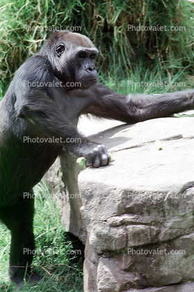 Gorilla, Ape