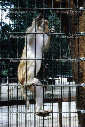 Moneky in a cage, Baboon