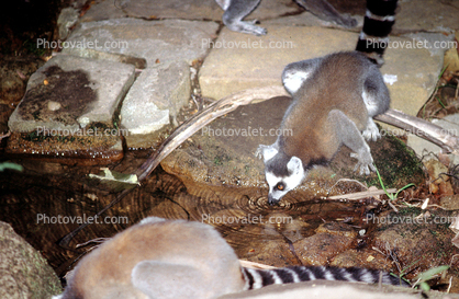 Ring Tailed Lemur, (Lemur catta), [Lemuridae], Maki, drinking, pond, stream, concentric rings, Maki