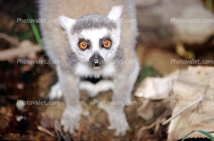 Ring Tailed Lemur, (Lemur catta), [Lemuridae], eyes, face, Maki