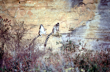 Ring Tailed Lemur, (Lemur catta), [Lemuridae], Maki, cliff