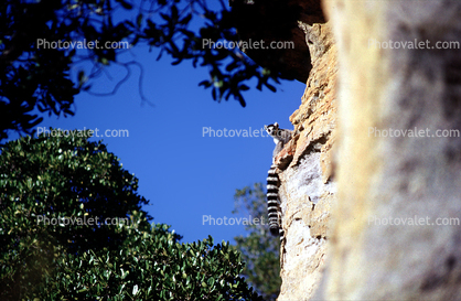 Lemurs on the side of a cliff