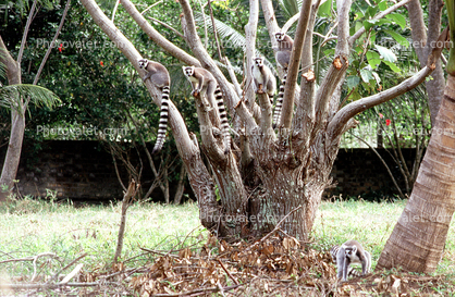 Lemurs in a Tree